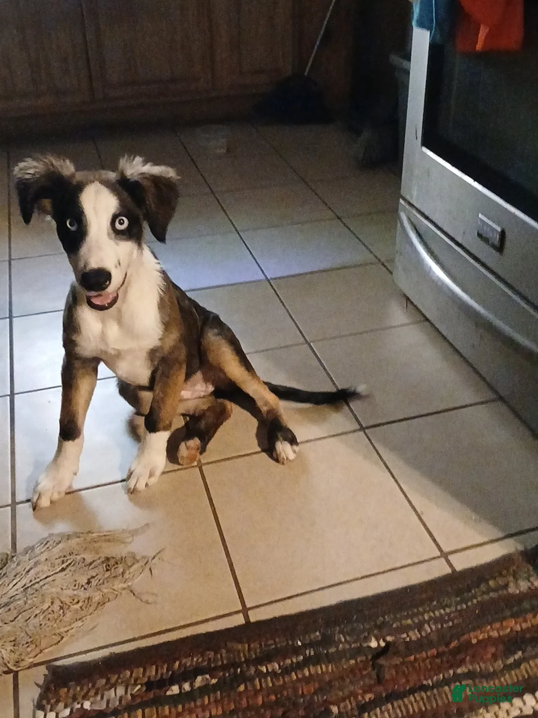 Australian Shepherd dogs for sale: Australian Shepherd 1 Misty Blue - Ad 2