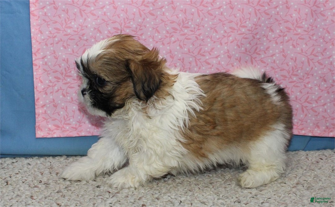Shih Tzu dogs for sale: Jobelle - Ad 5