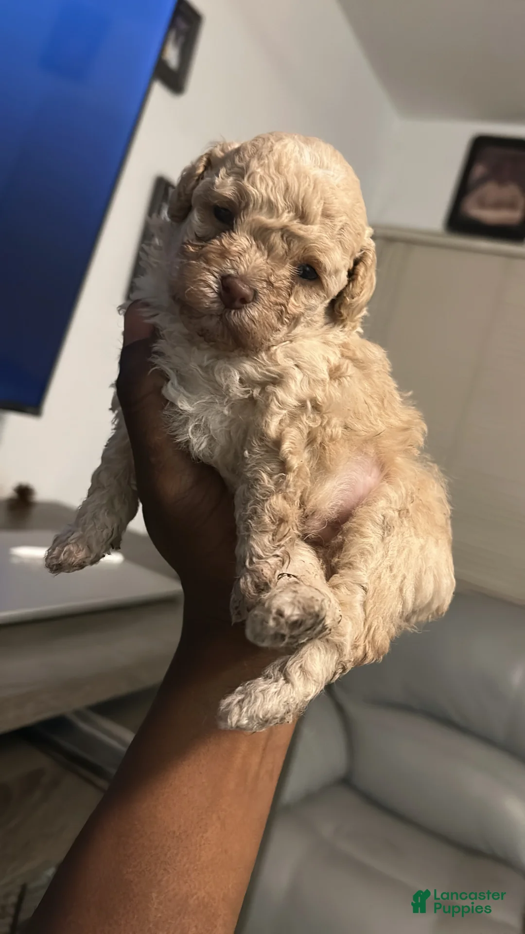 Toy Poodle dogs for sale: Toy Poodle Puppy 2 - Ad 1