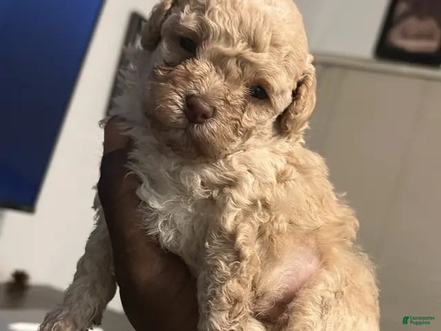 Toy Poodle dogs for sale: Toy Poodle Puppy 2 - Ad 1