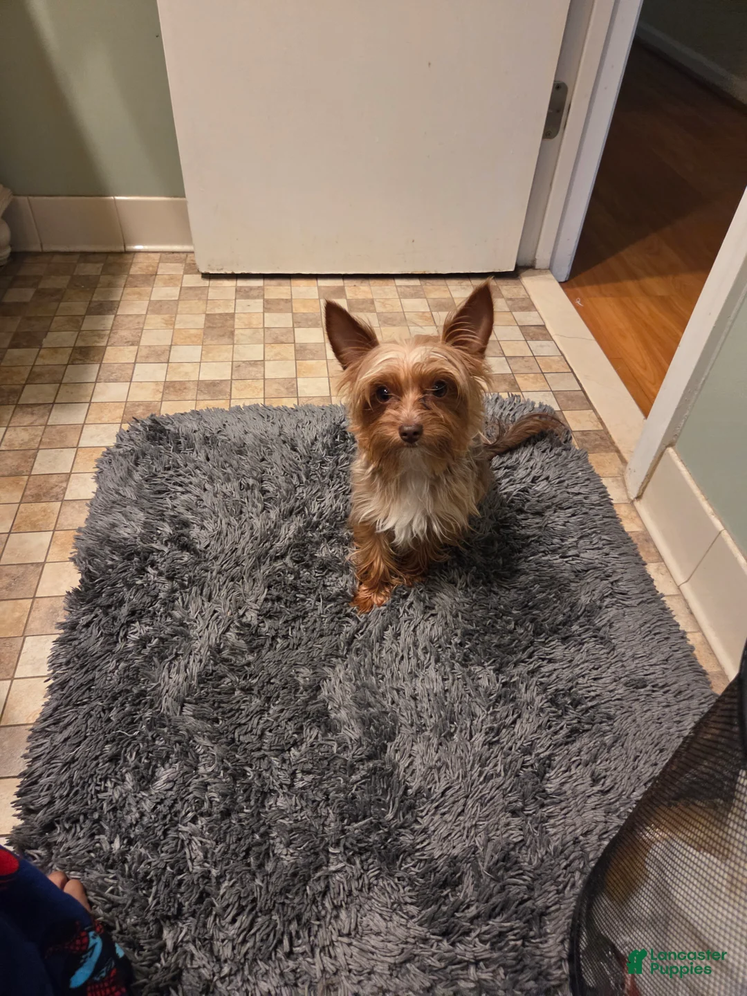 Yorkshire Terrier dogs for sale: Yorkshire Terrier Puppy 1 - Ad 2