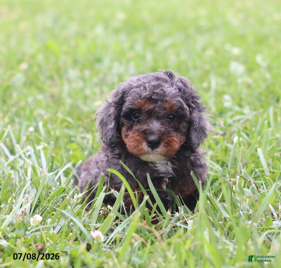 Cavapoo dogs Malix - Ad 2