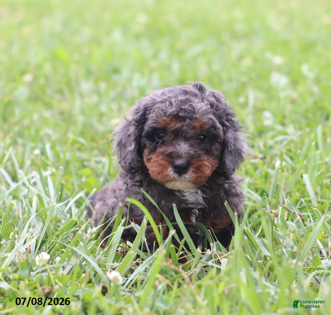 Cavapoo dogs for sale: Malix - Ad 2