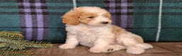 Mini Goldendoodle dogs for sale: Oma - Ad 12