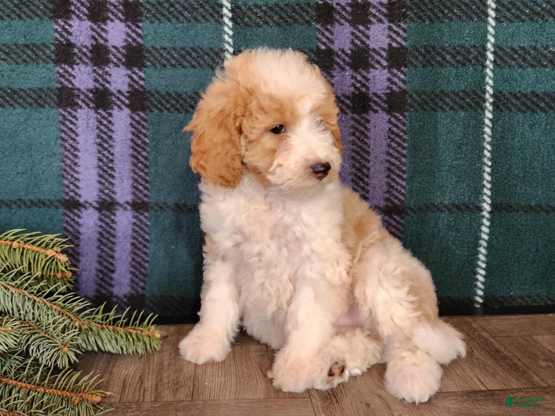 Mini Goldendoodle dogs for sale: Oma - Ad 12