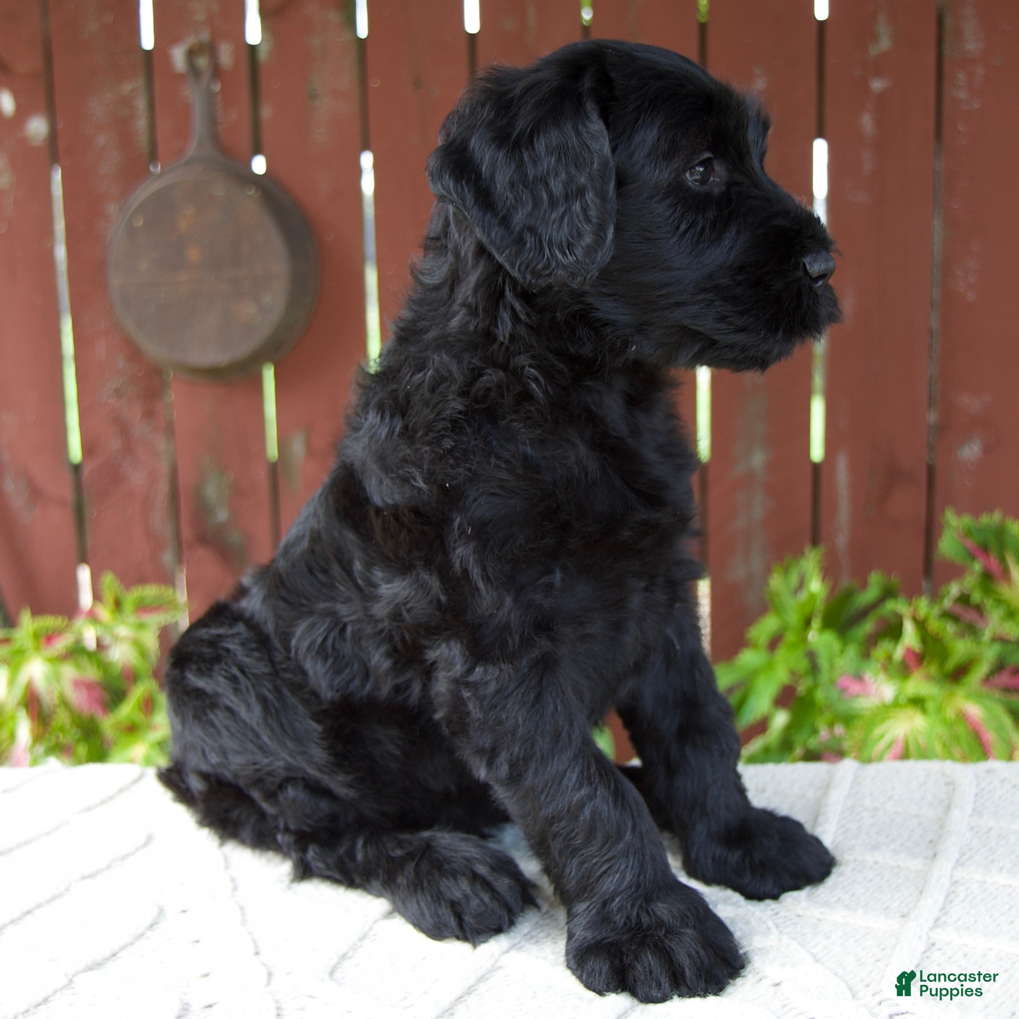 Giant Schnauzer dogs Tyler - Ad 2