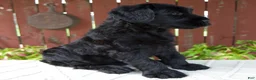 Giant Schnauzer dogs for sale: Tyler - Ad 2