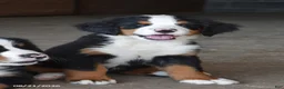 Bernese Mountain Dog dogs for sale: Melly - Ad 4
