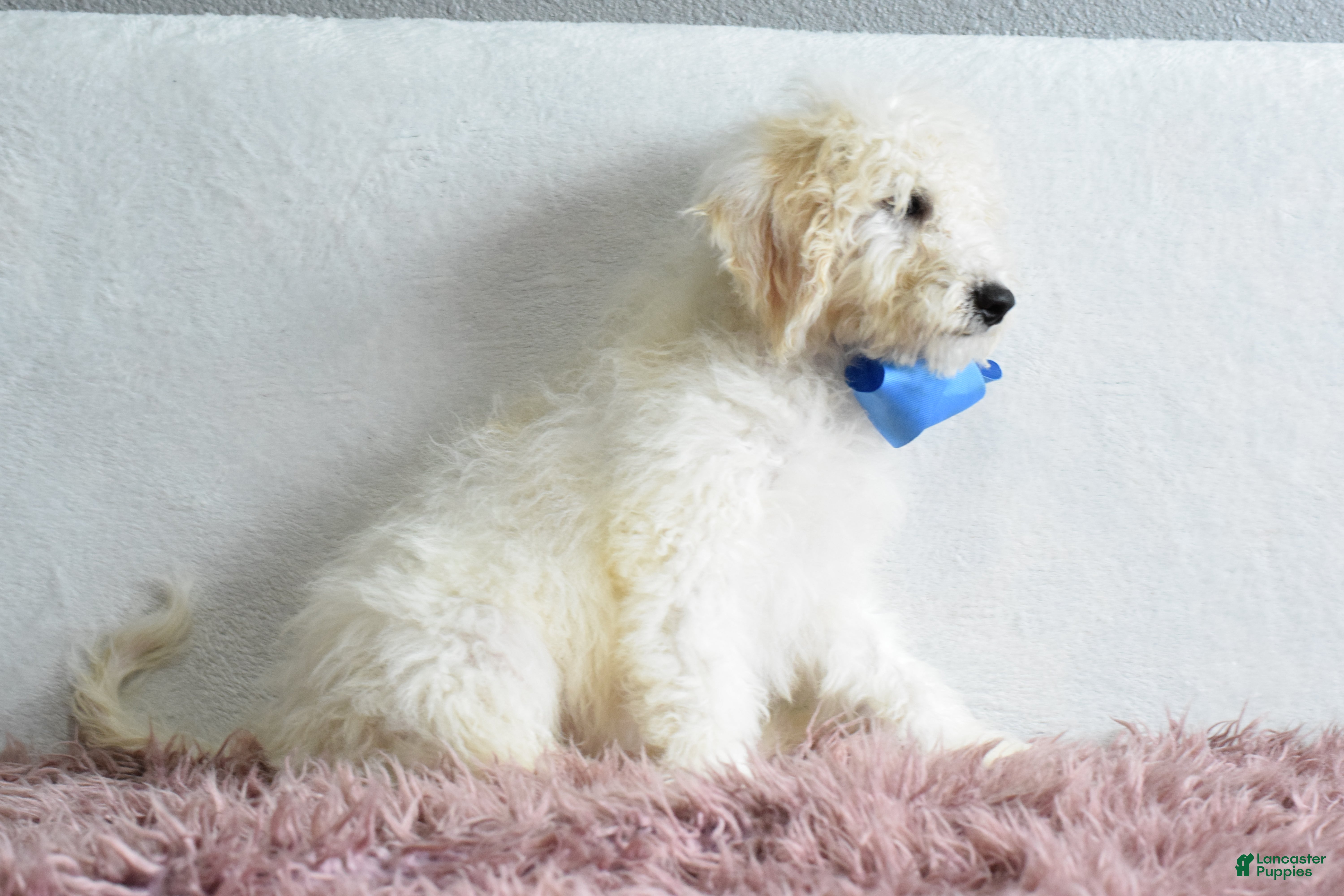Goldendoodle dogs Goldendoodle Puppy 6 - Ad 2