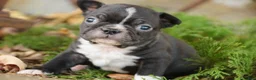 Boston Terrier dogs for sale: Carl Boston Terrier  - Ad 3
