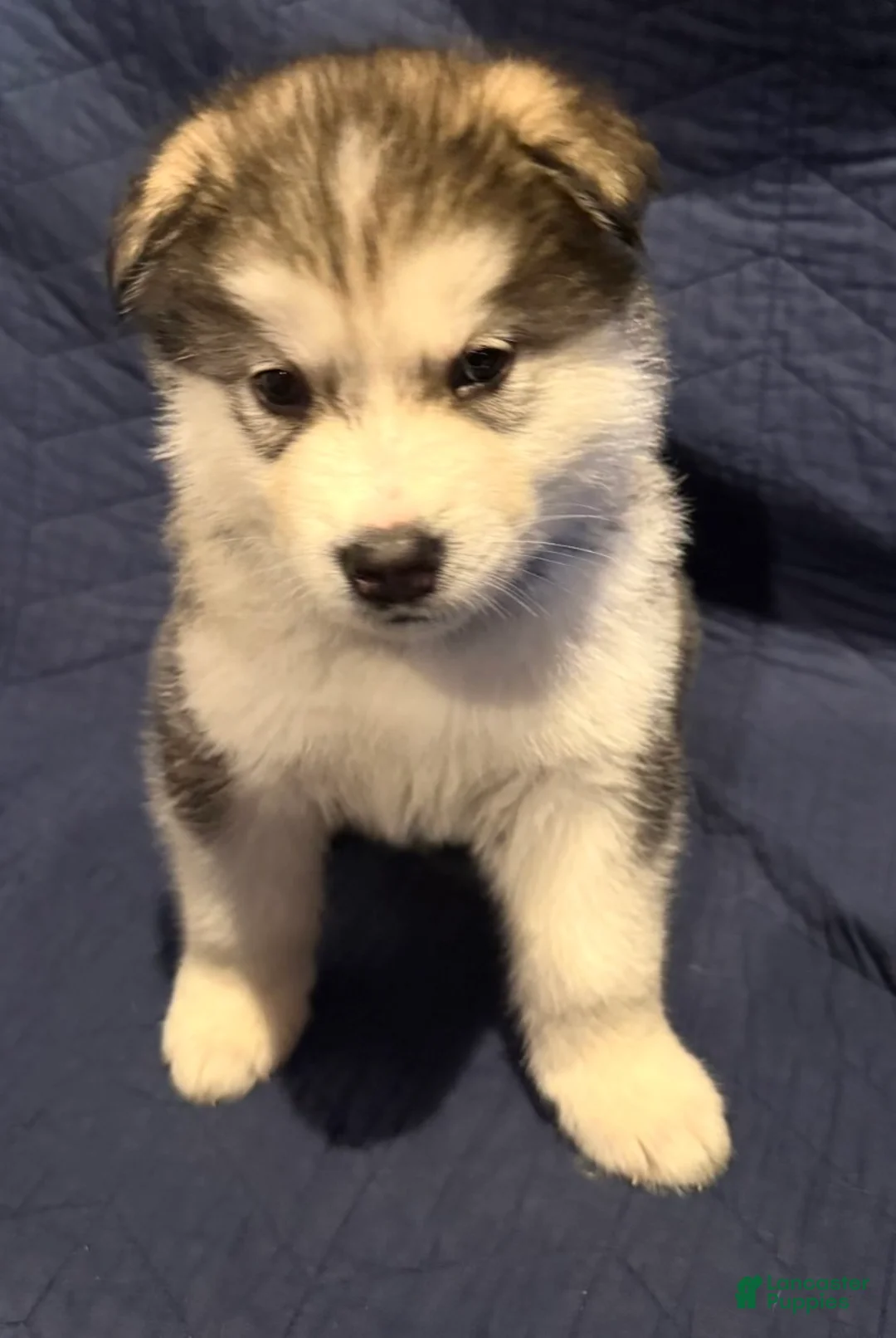 Alaskan Malamute dogs for sale: Orik - Ad 1