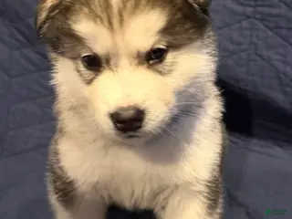 Alaskan Malamute dogs for sale: Orik - Ad 1