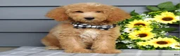 Goldendoodle dogs for sale: Jackson - Ad 3
