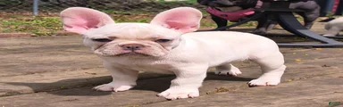 French Bulldog Puppy 2