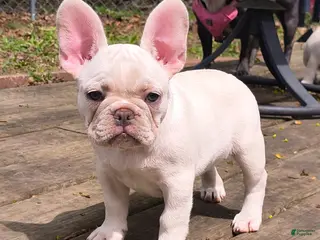 French Bulldog dogs French Bulldog Puppy 2 - Ad 16