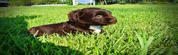 Havapoo dogs for sale: Hershey - Ad 14
