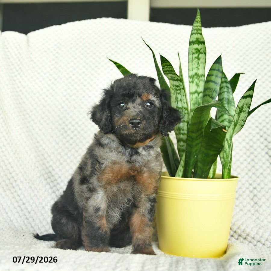 Aussiedoodle dogs Wooly   - Ad 1