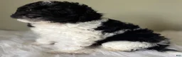 Mini Bernedoodle dogs for sale: Midnight  - Ad 3