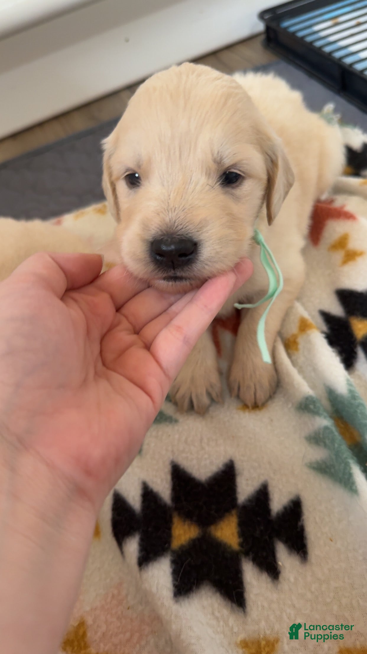 Golden Retriever dogs Sunflower (Teal Collar) - Ad 9