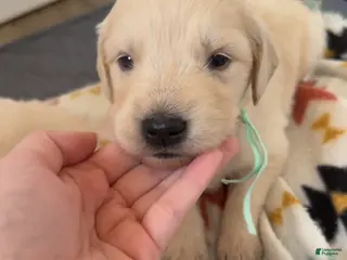 Golden Retriever dogs Sunflower (Teal Collar) - Ad 9