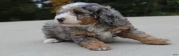 Mini Bernedoodle dogs for sale: Tyler  - Ad 3