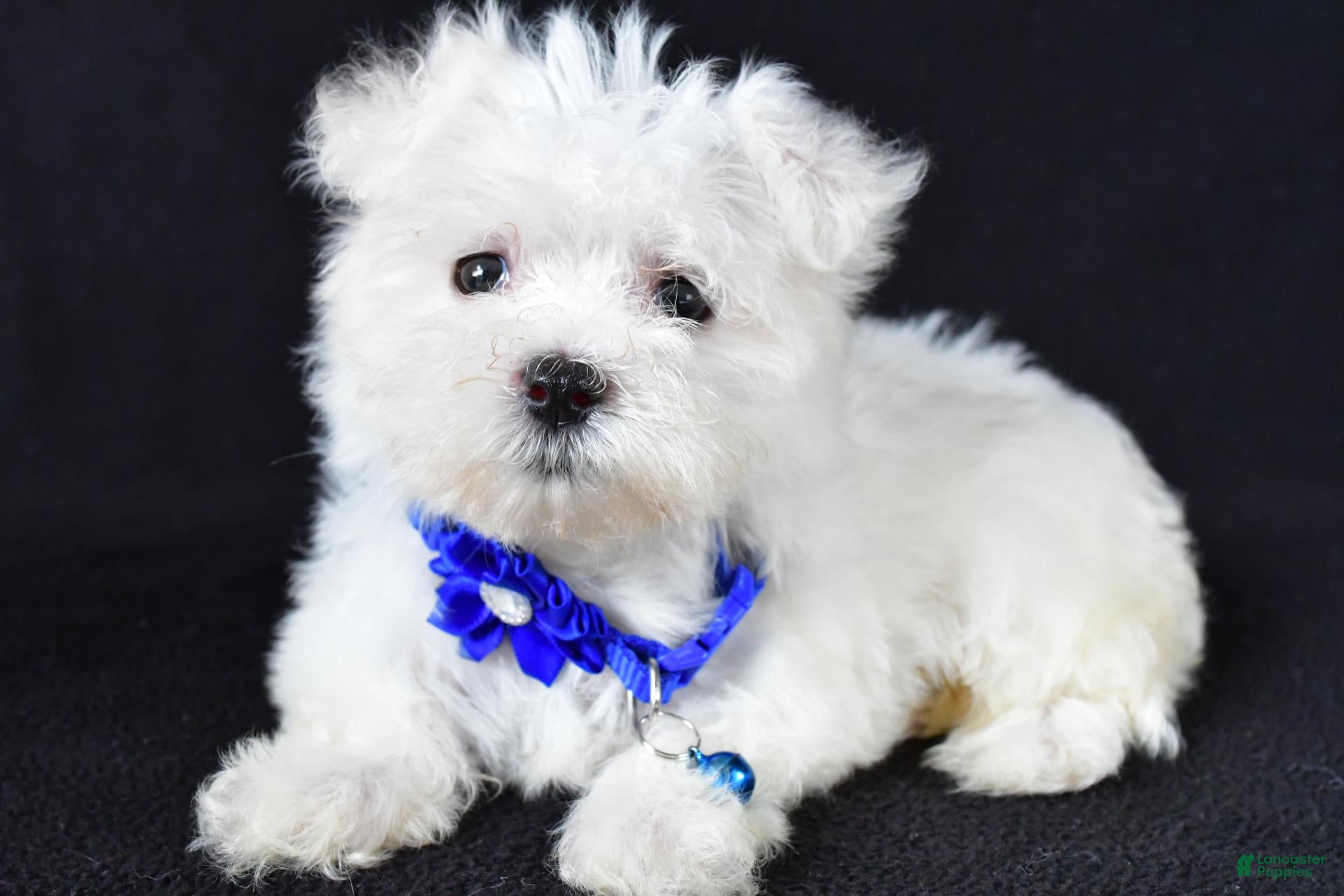 Maltese dogs Zebrina - Ad 2