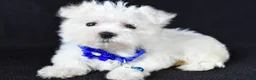 Maltese dogs for sale: Zebrina - Ad 2