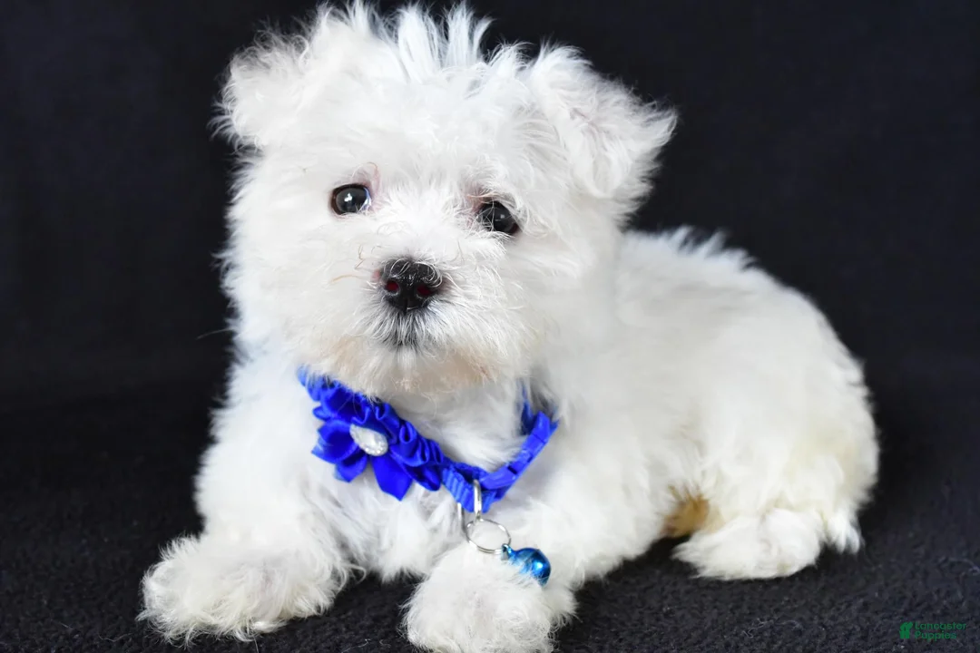 Maltese dogs for sale: Zebrina - Ad 2