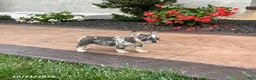French Bulldog dogs for sale: Queenie - Ad 3