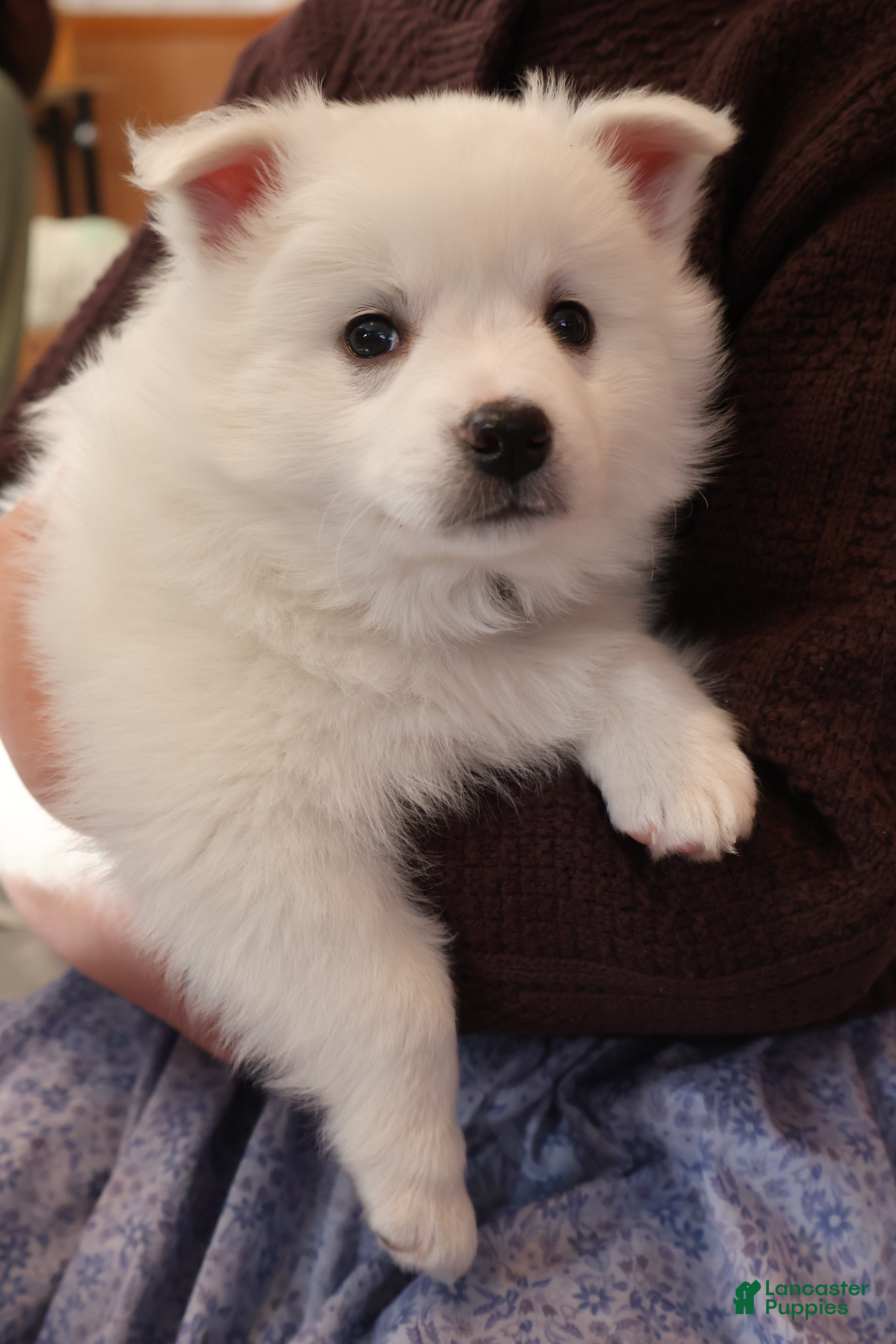 American Eskimo dogs Spunky - Ad 21