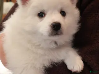 American Eskimo dogs Spunky - Ad 21