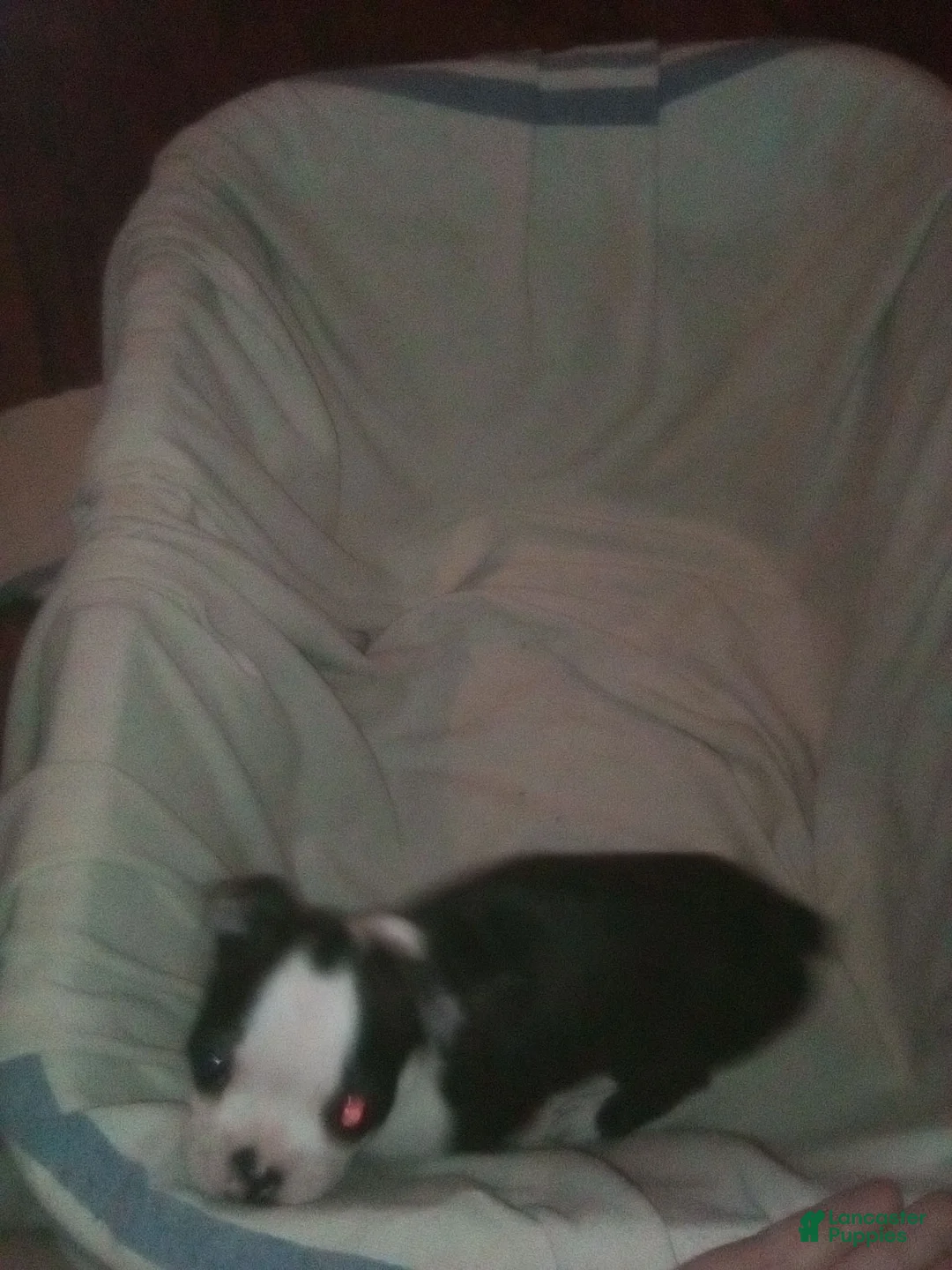 Boston Terrier dogs for sale:  Sister Boston Terrier  - Ad 6