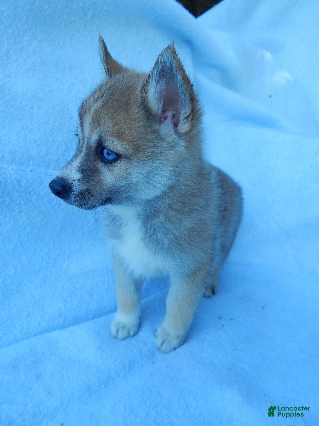 Pomsky dogs for sale: Jack - Ad 9