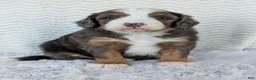 Mini Bernedoodle dogs for sale: Mini Louie  - Ad 3