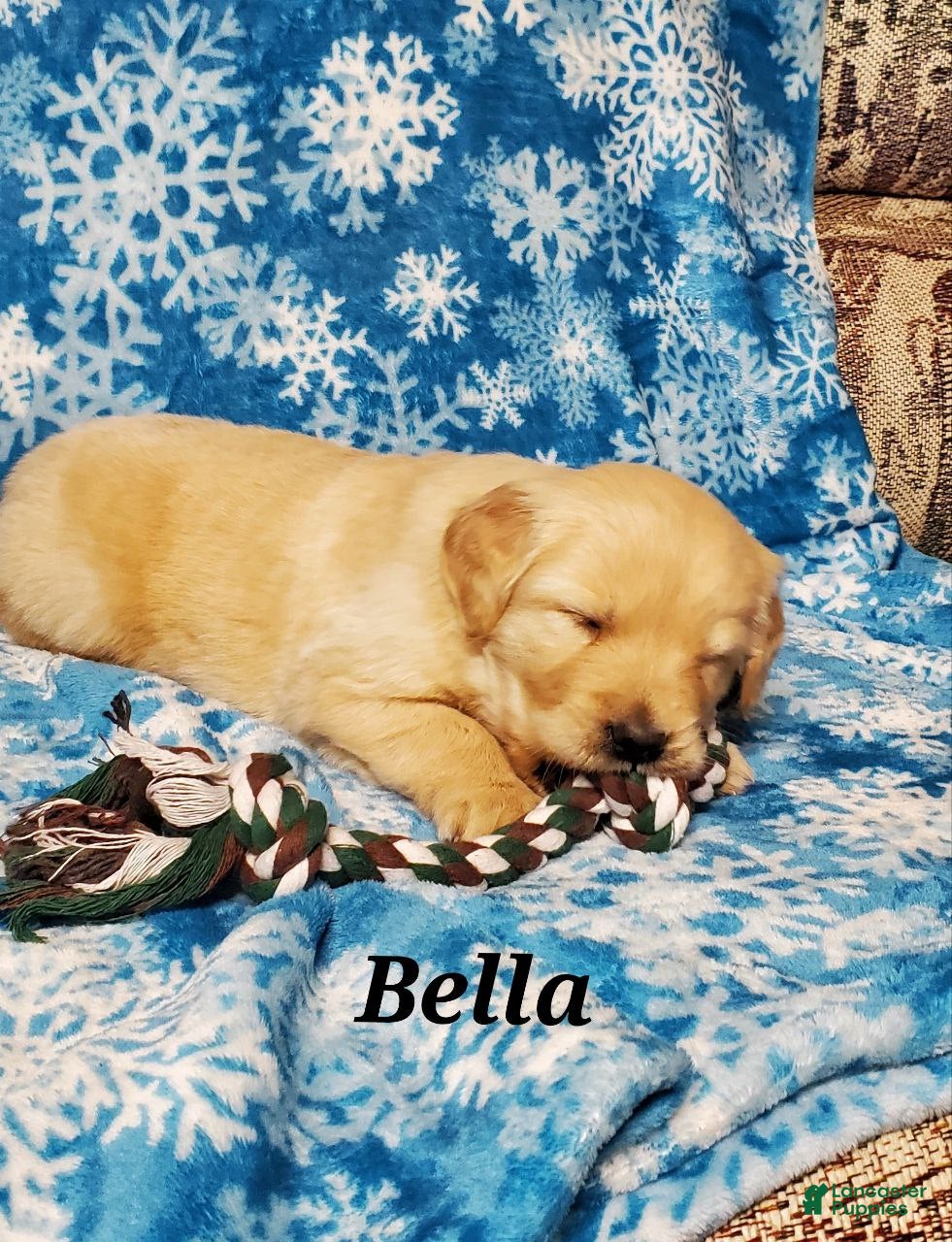 Golden Retriever dogs Bella - Ad 17