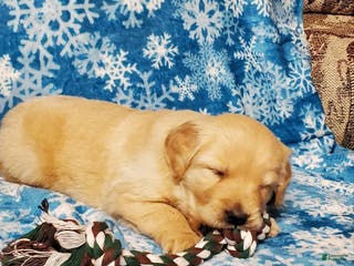 Golden Retriever dogs Bella - Ad 17