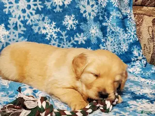 Golden Retriever dogs Bella - Ad 8