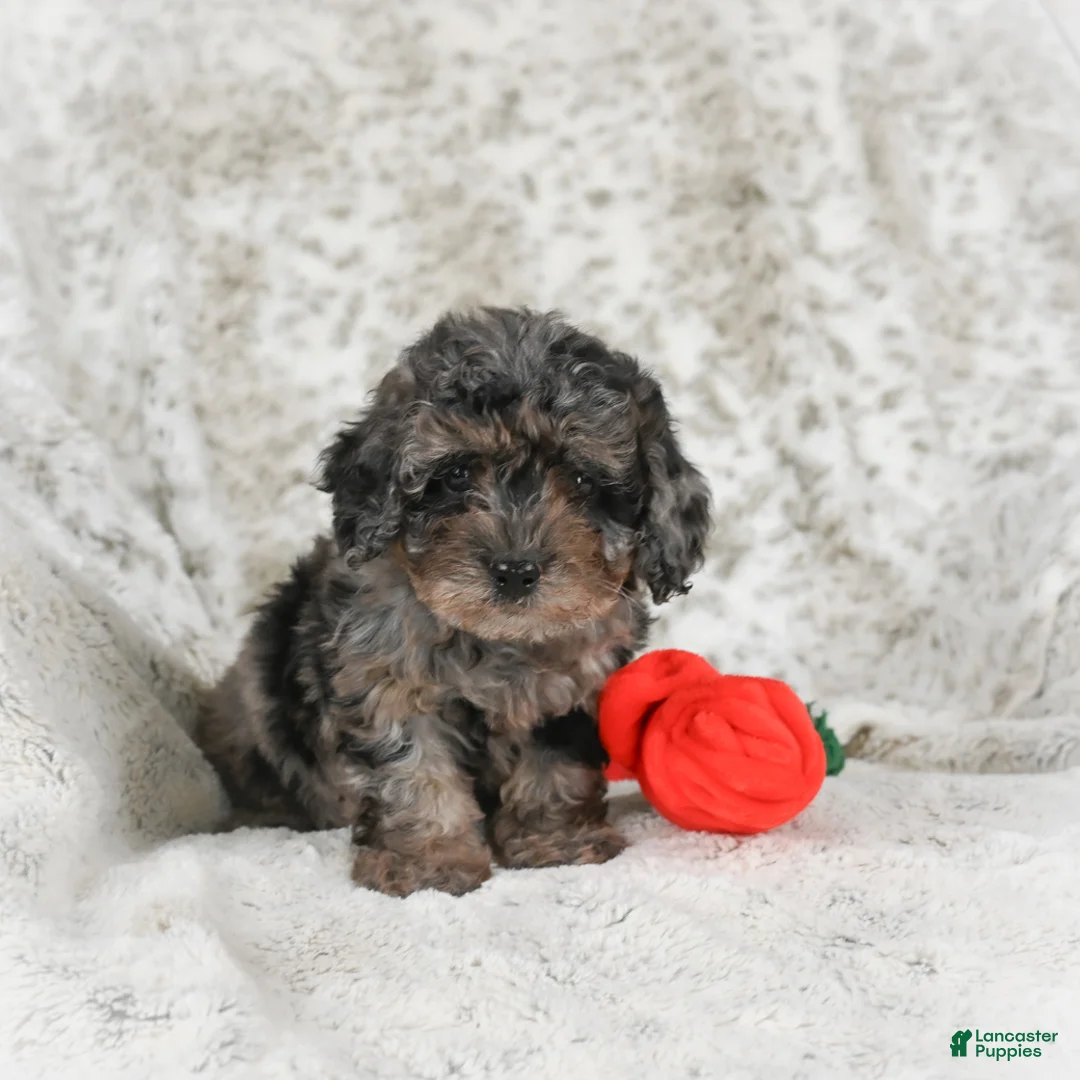 Cavapoo dogs for sale: Tootsie - Ad 1