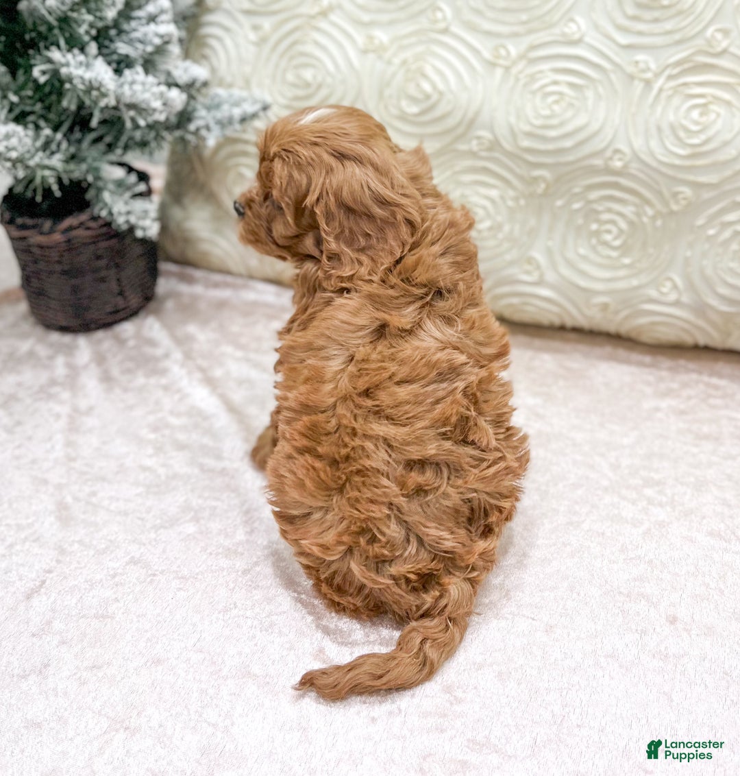 Cavapoo dogs for sale: Candy - Ad 5
