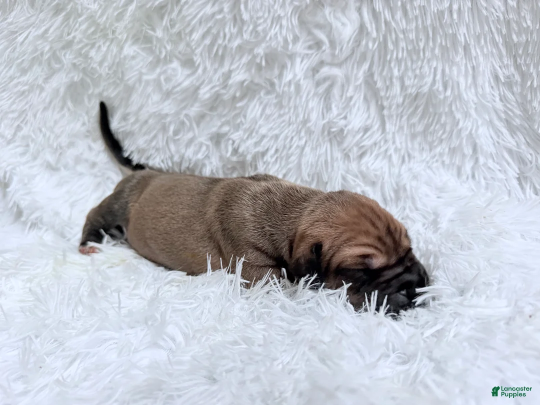Great Dane dogs for sale: Columbiana - Ad 1