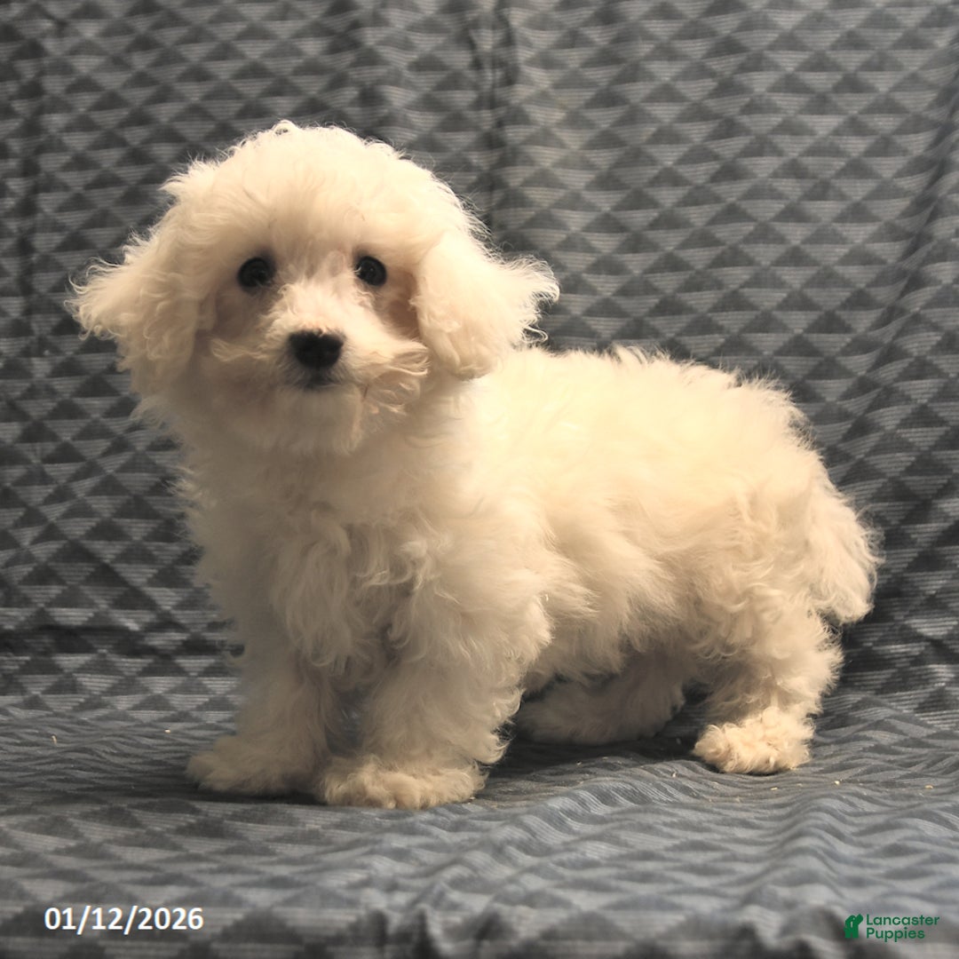 Bichon Frise dogs for sale: Fay - Ad 2