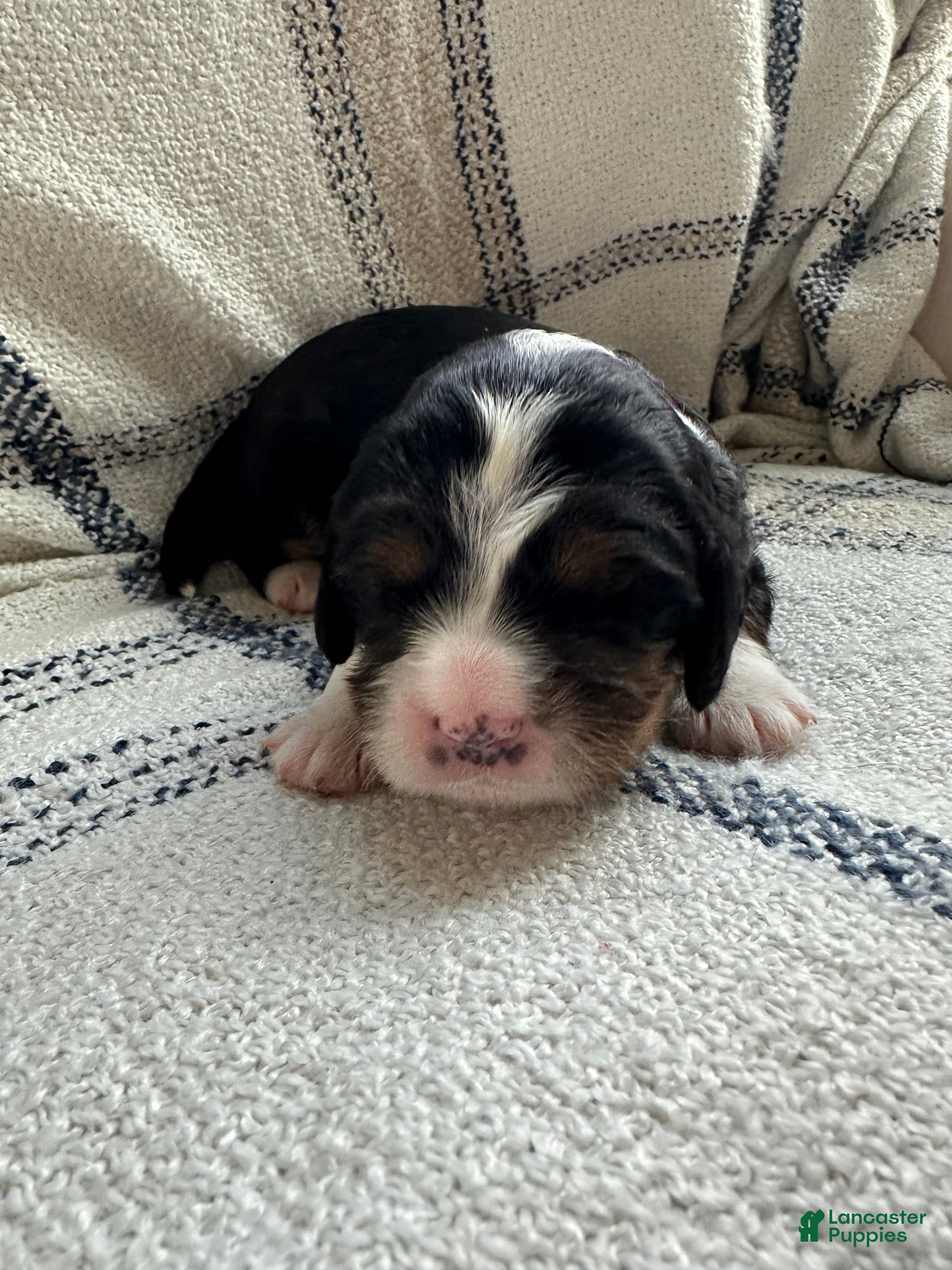 Miniature Bernese Mountain Dog dogs Miniature Bernese Mountain Dog Puppy 1 - Ad 3