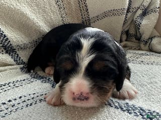 Miniature Bernese Mountain Dog dogs Miniature Bernese Mountain Dog Puppy 1 - Ad 3