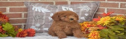 Toy Poodle dogs for sale: Tessa - Ad 2