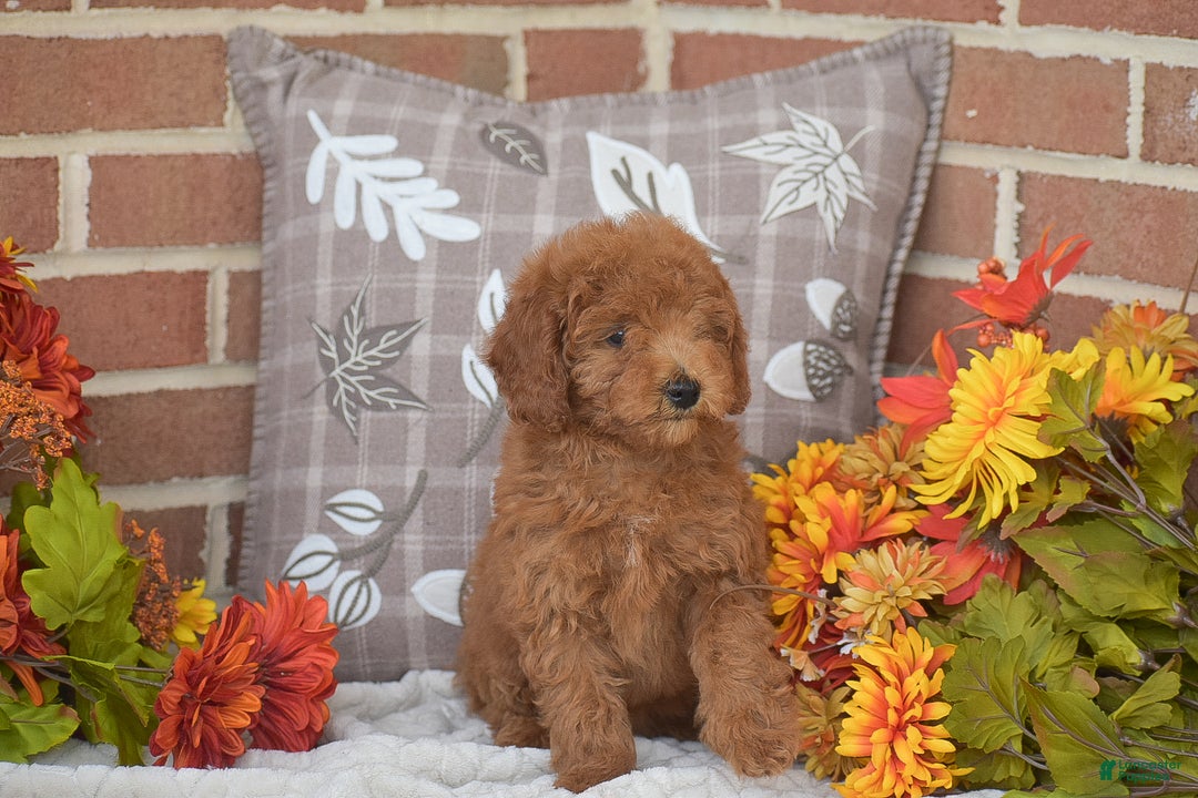 Toy Poodle dogs for sale: Tessa - Ad 2