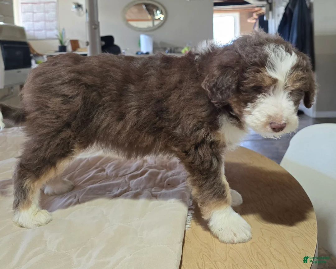 Aussiedoodle dogs for sale: Leo - Ad 3