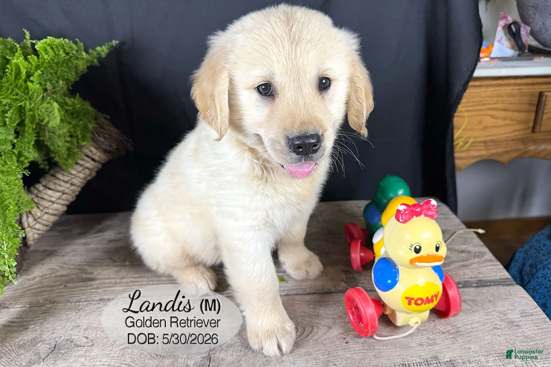 Golden Retriever dogs for sale: Landis - Ad 2