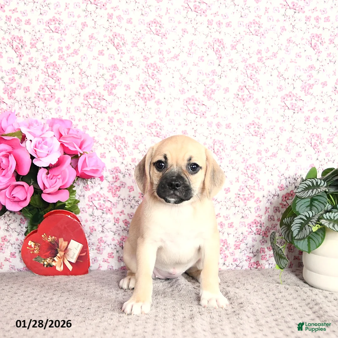 Puggle dogs for sale: Kolina - Ad 3
