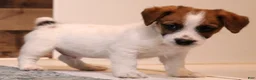 Jack Russell Terrier dogs for sale: Willie shorty male - Ad 4