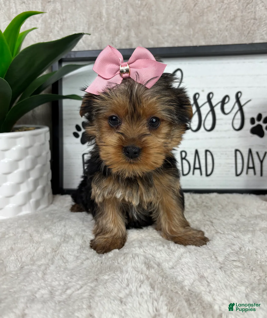Yorkshire Terrier dogs for sale: Tina - Ad 5